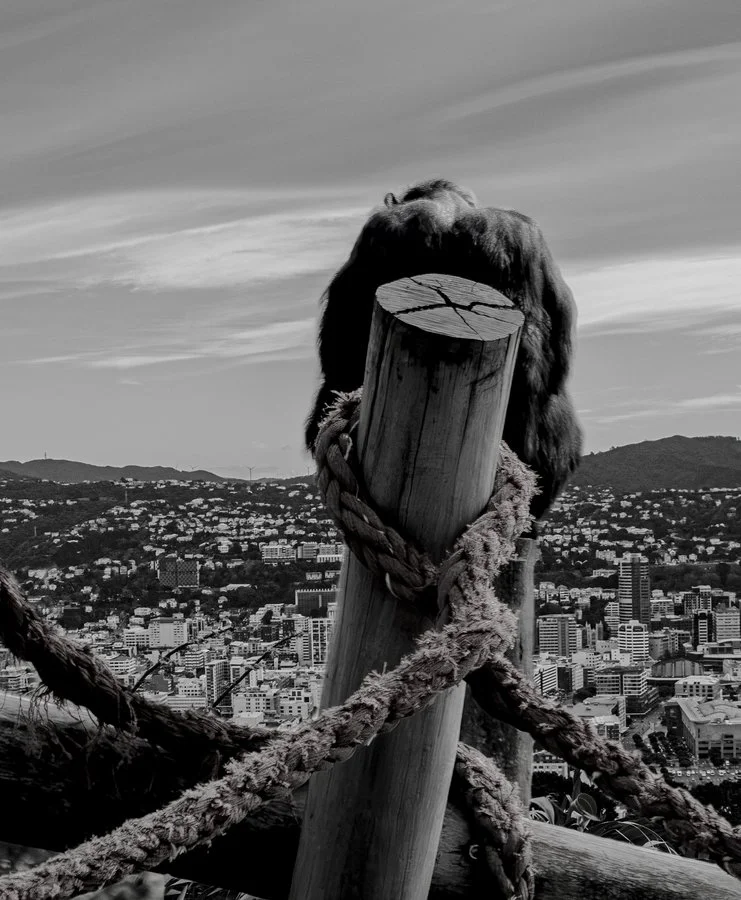 Urban Jungle | Kerryn Whitehead
