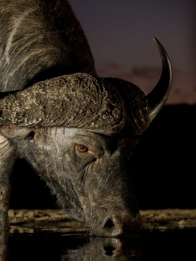 Buffalo drinking after sunset | Brenda Pinfold