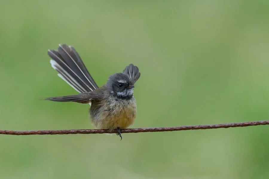 Finely balanced | Chris Tuffley