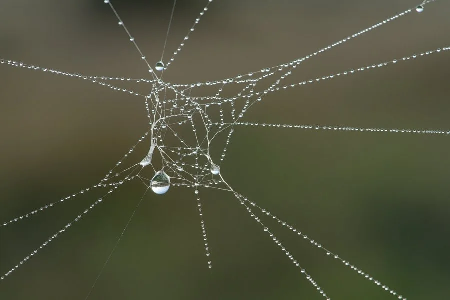 Cobweb, Ruahine Corner | Chris Tuffley