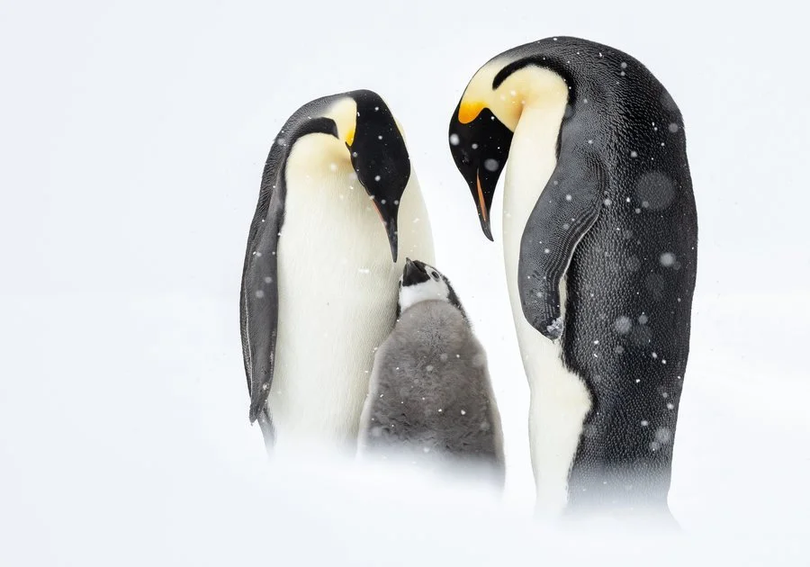 Emperor penguin devotion | Rob Weir