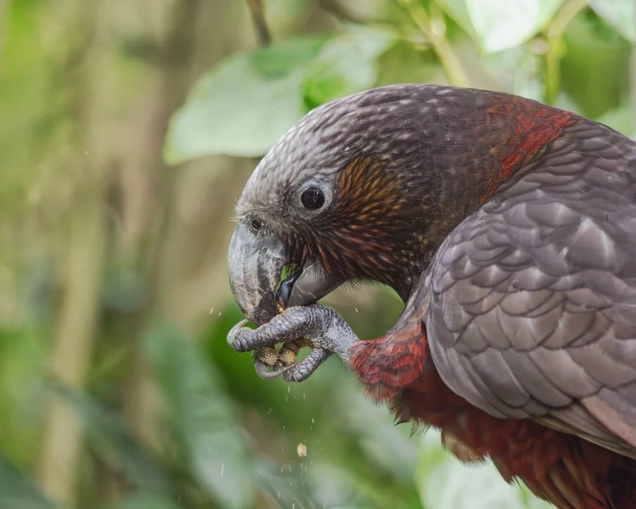 Kākā | Graham Scott