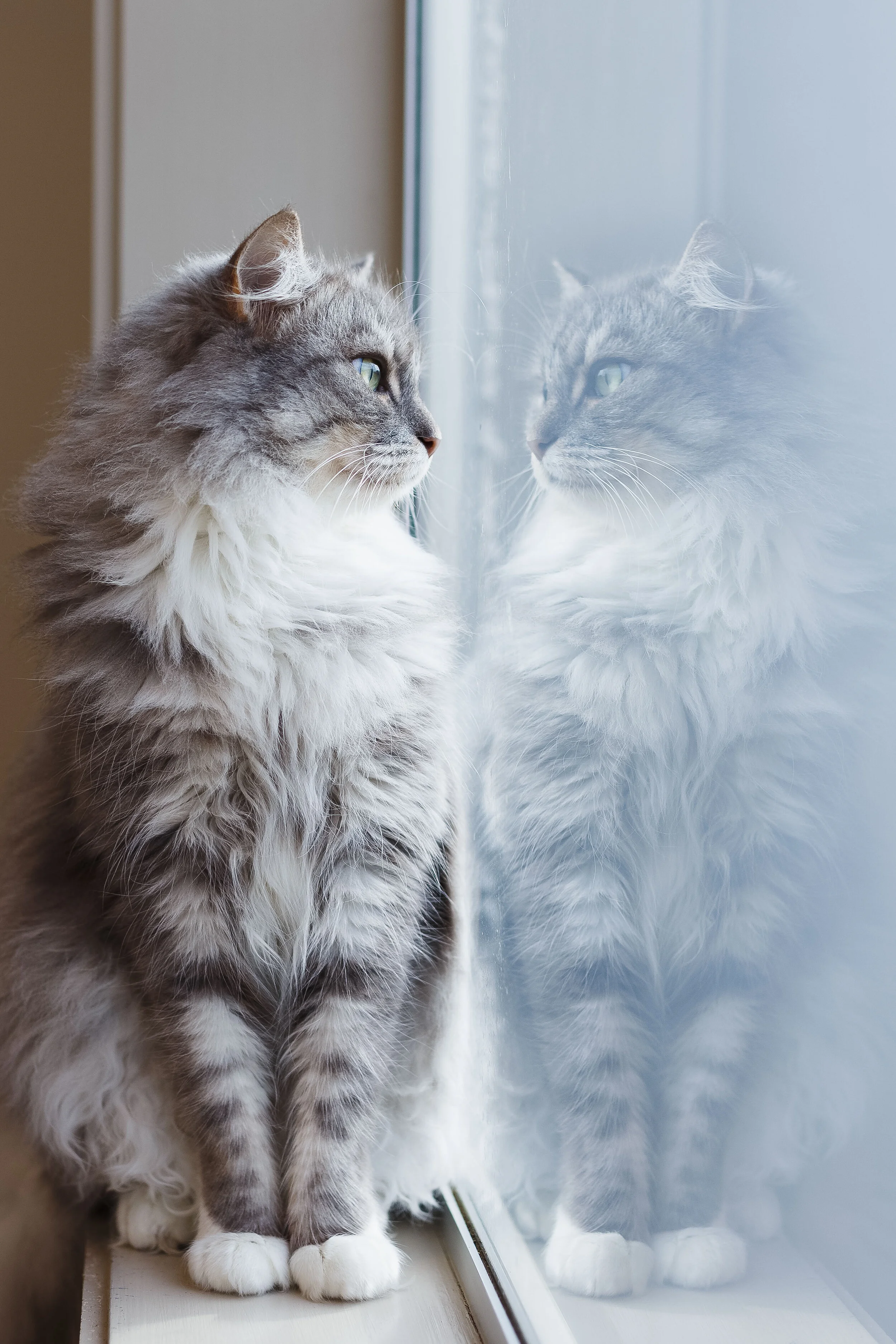 23_B_O_Narcissus the Cat.jpg