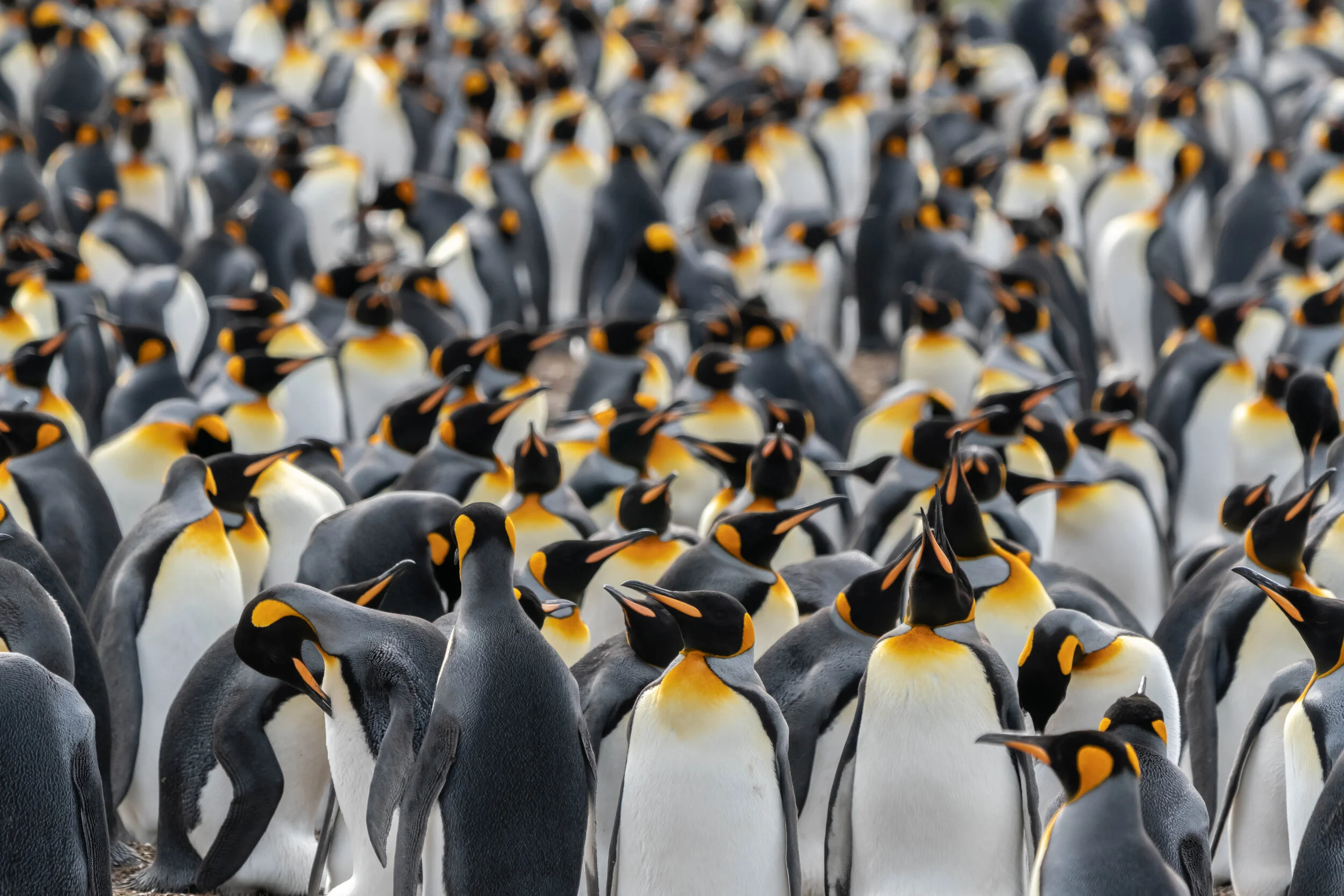 48_M_O_King penguin colony.jpg