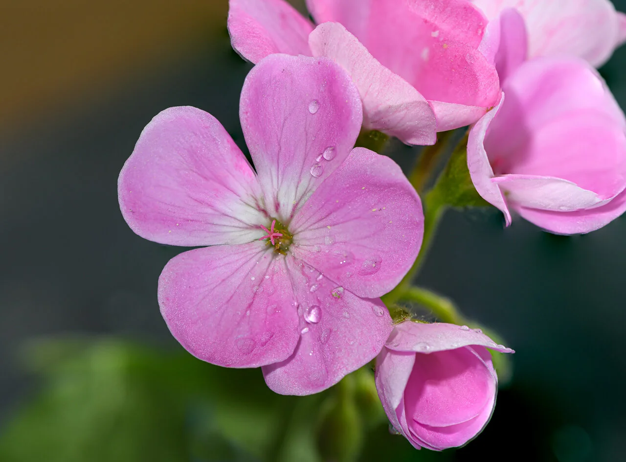 15_B_O_Rain Drops.jpg