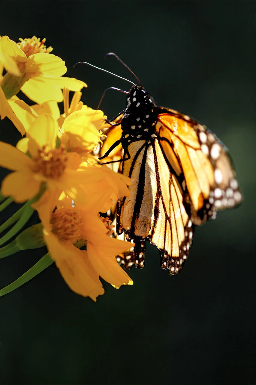 35_A_O_Garden Visitor.jpg