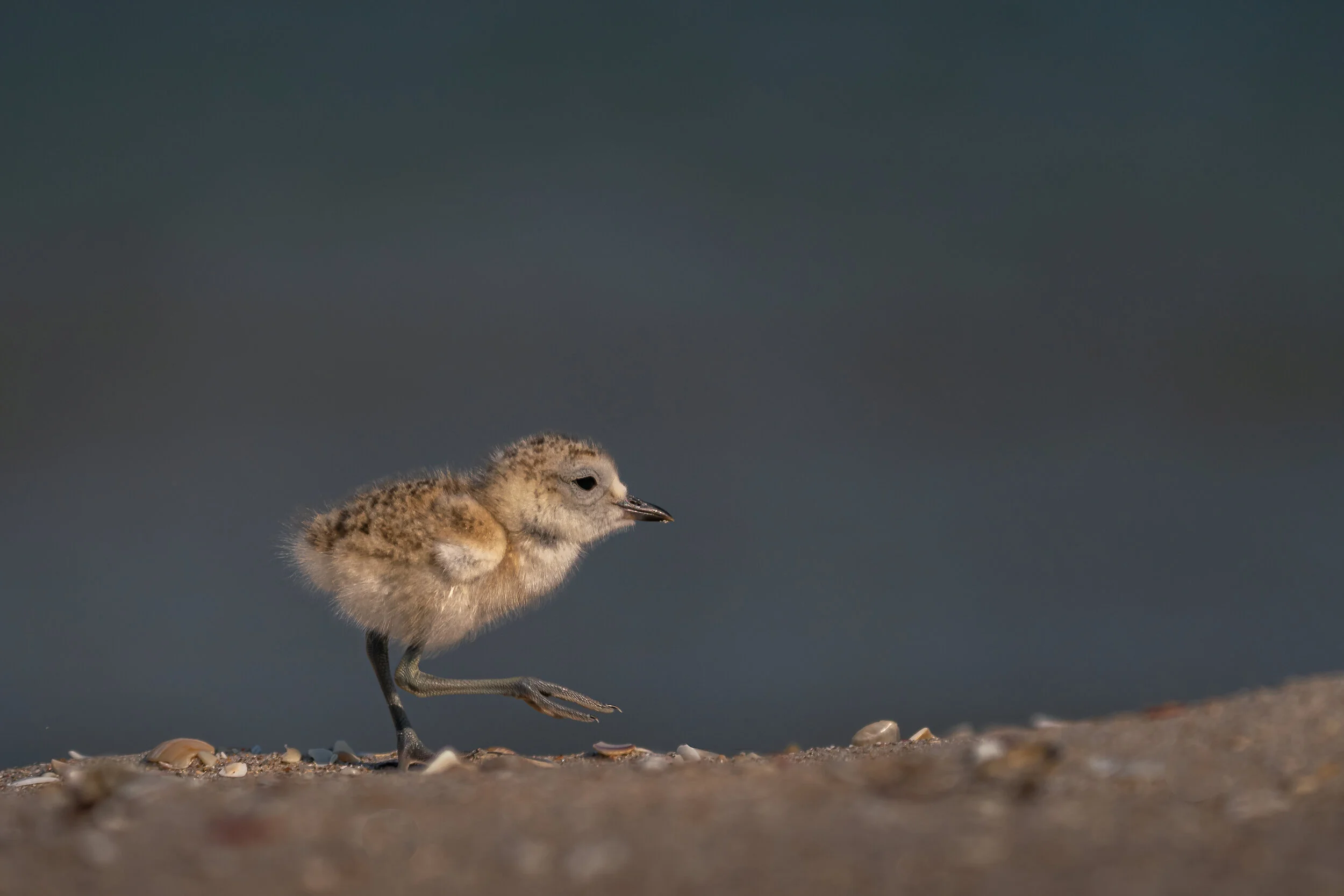 Juvenile Variable Oystercatcher.jpg
