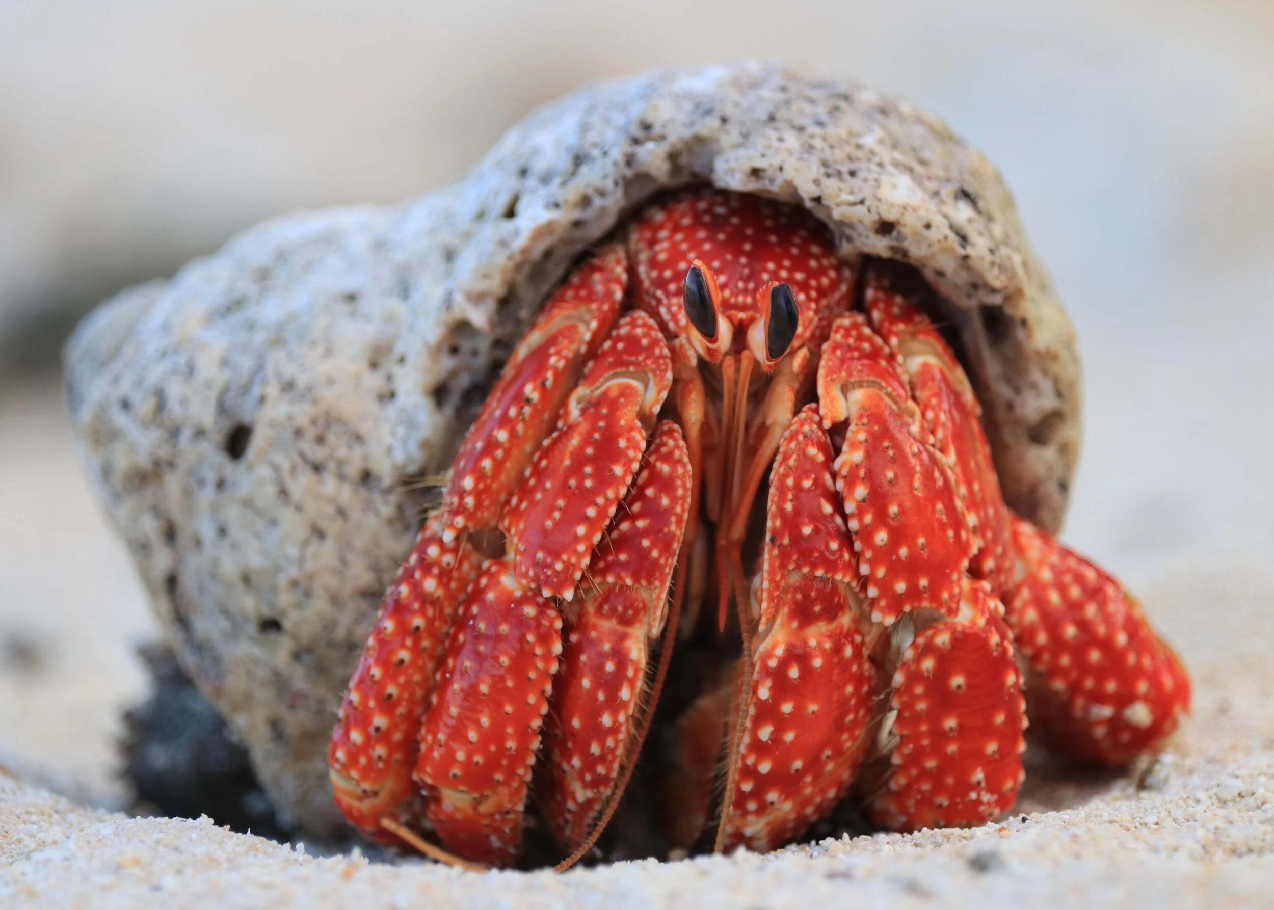 b_o_hermit_crab.jpg