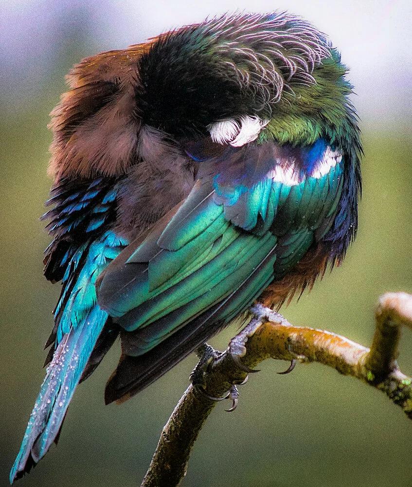 tui_preening..jpg