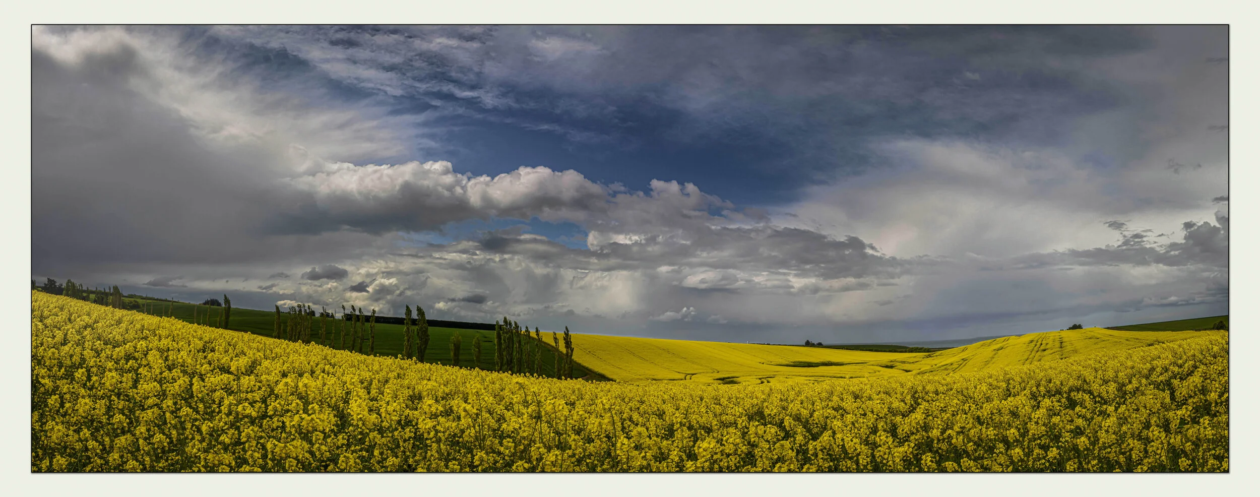 m_s_canola_fields.jpg