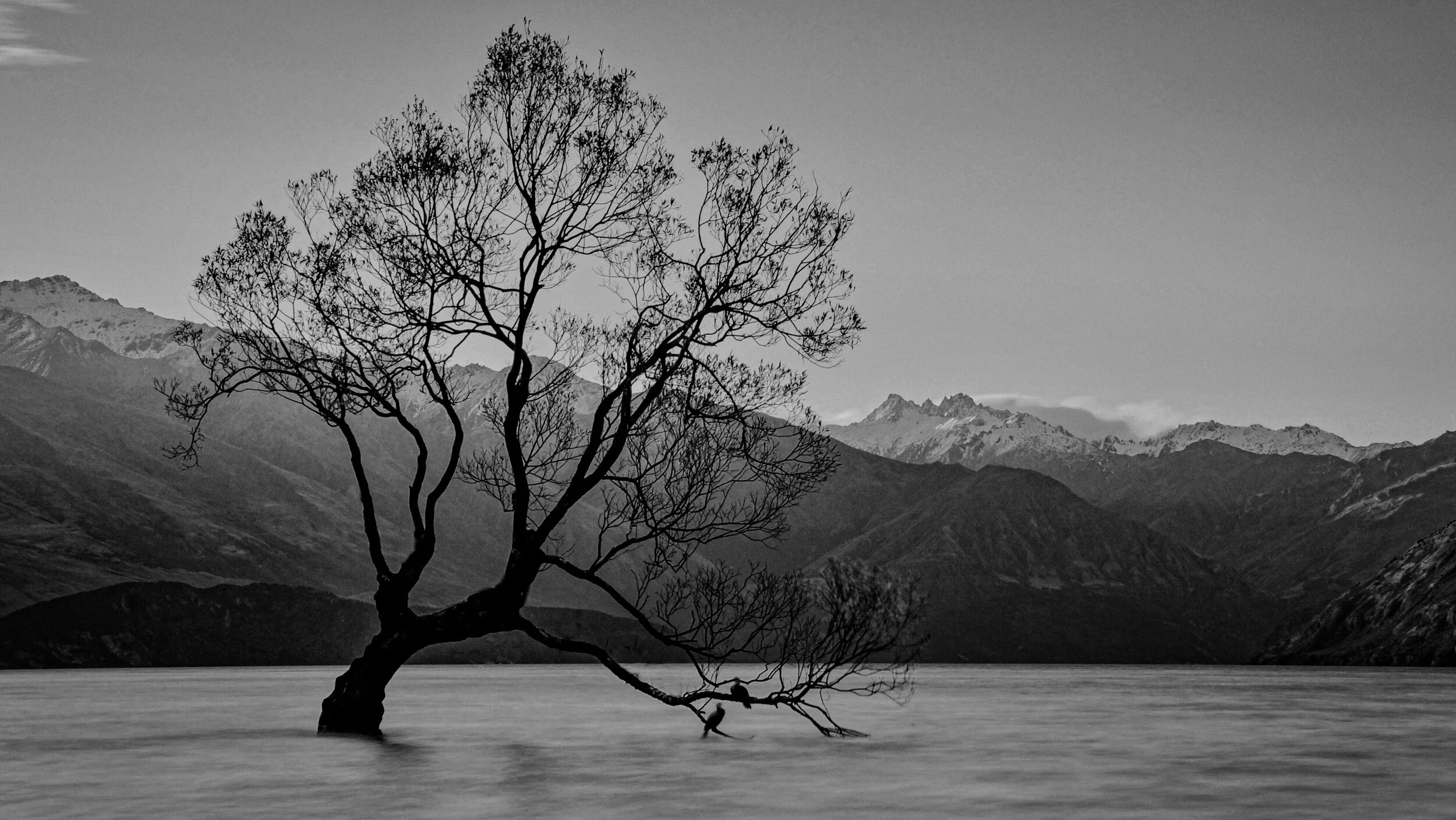 the_tree._lake_wanaka..jpg