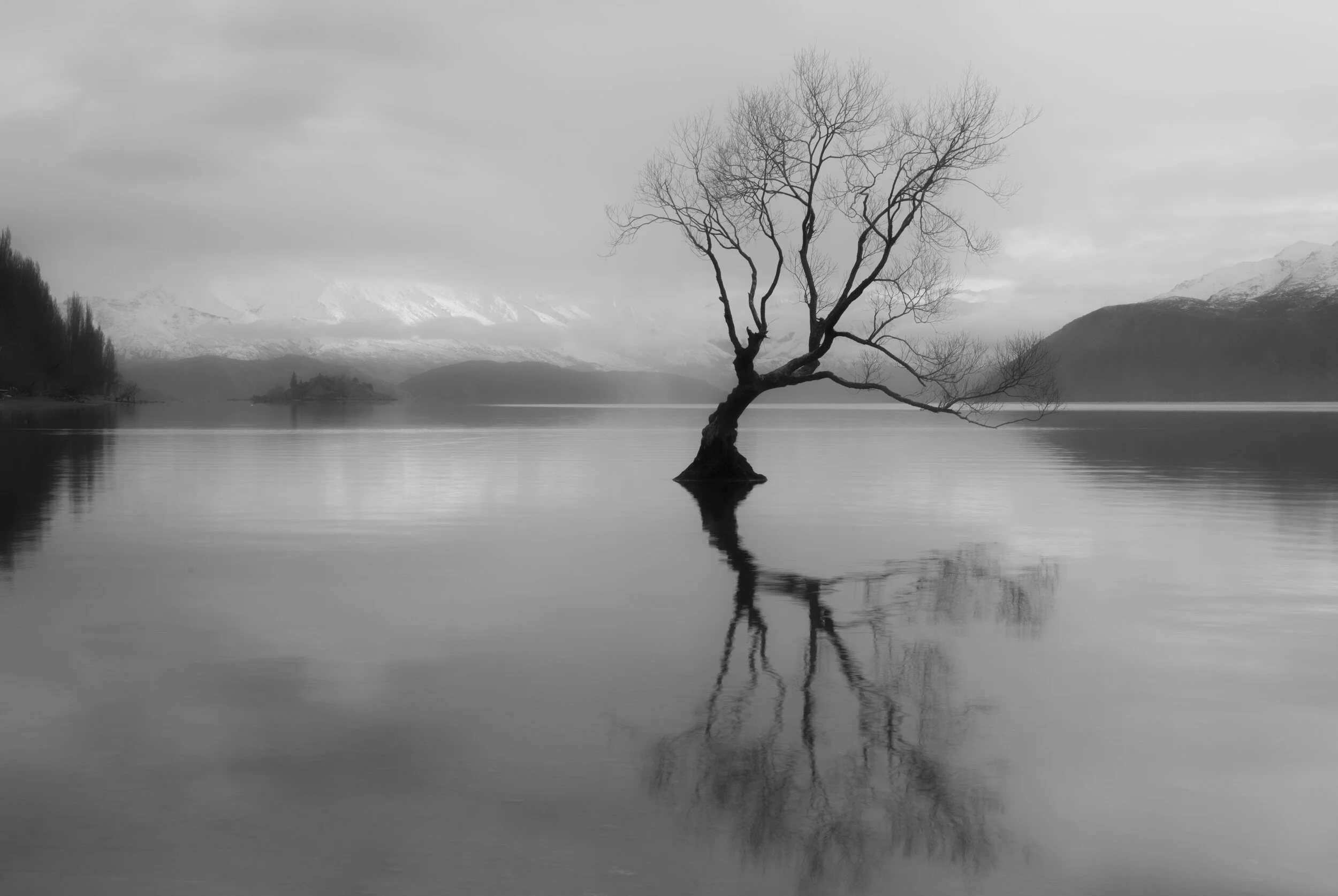 wanaka_tree.jpg