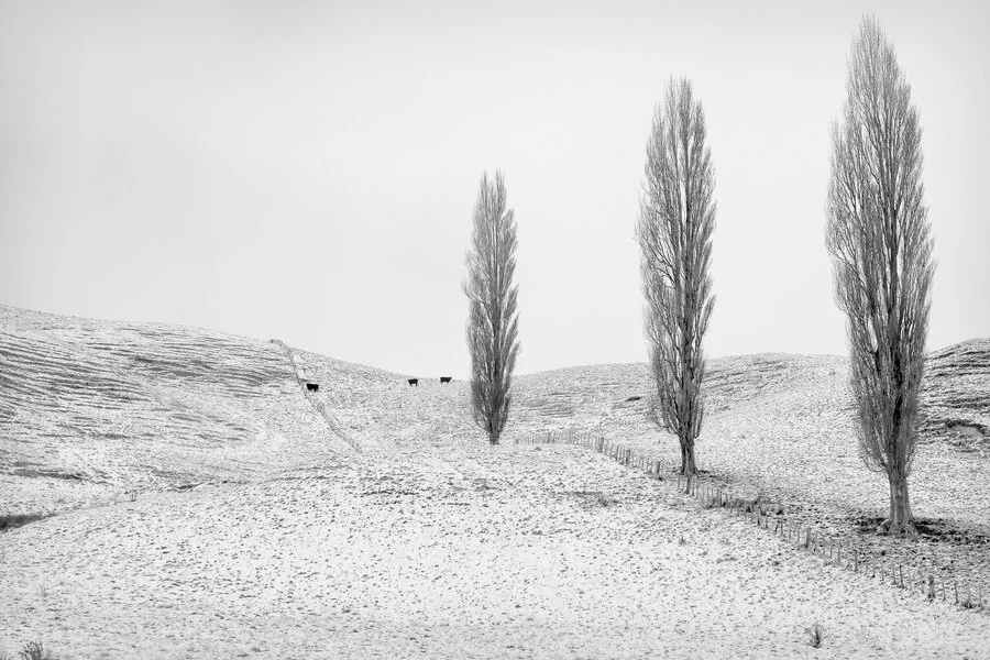 Three tree hill | Racheal Young