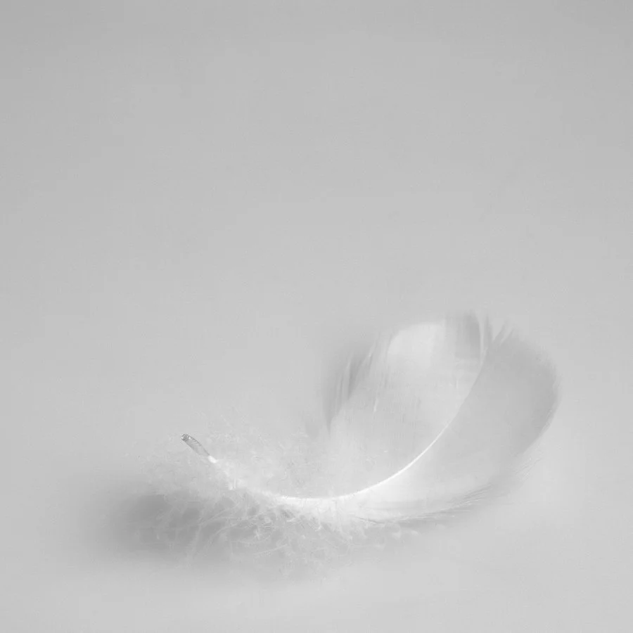 Bird leaf | Kerryn Whitehead
