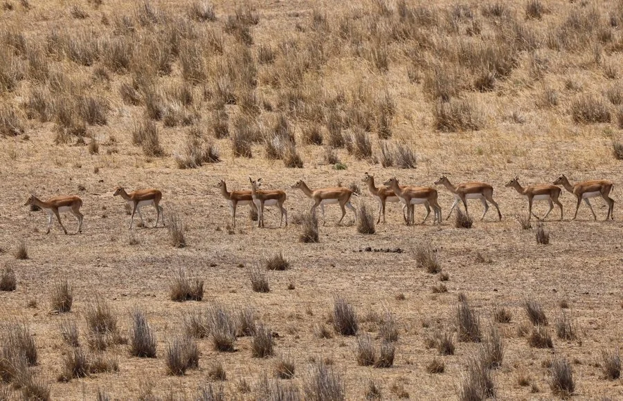 A line of antelopes | Susan Atkins