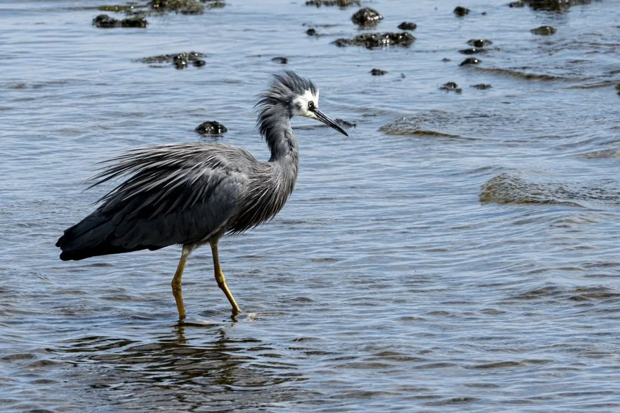 White-faced heron | Rowan Bell