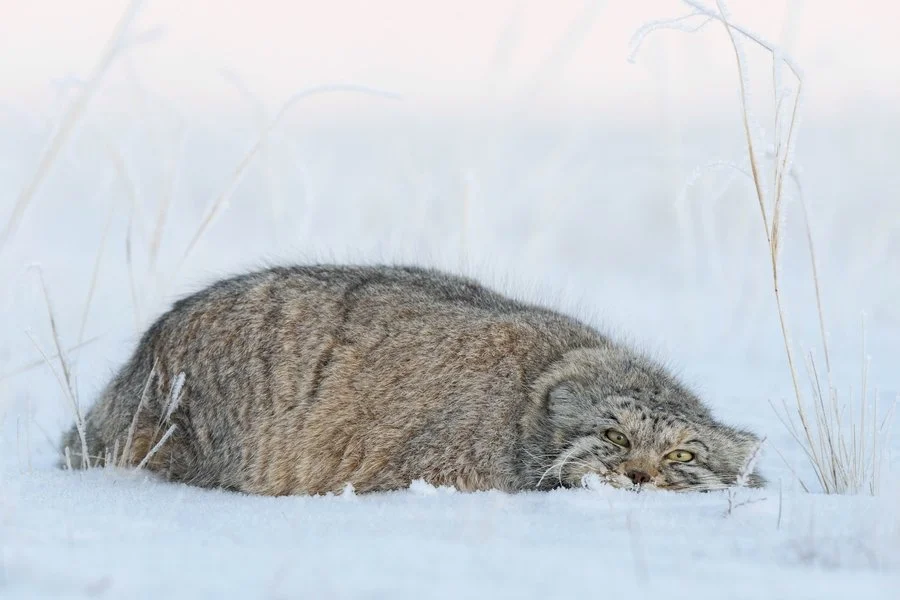Pallas cat resting its head | Rob Weir