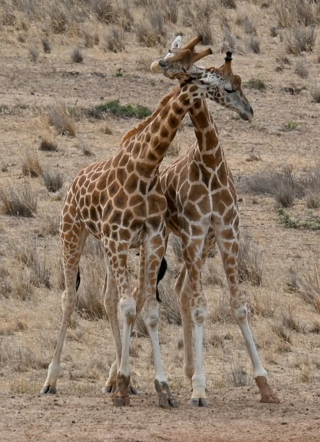 Giraffes at Monarto | Keith Fergus