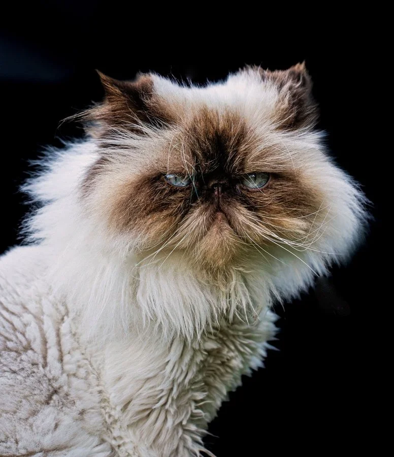 We are not amused | Kerryn Whitehead