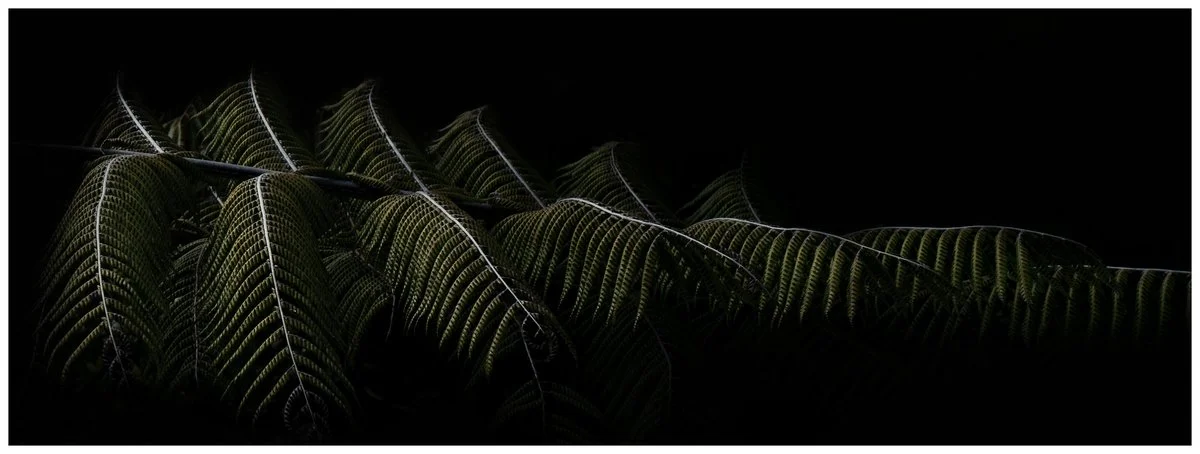 Fern | Wayne Rickard
