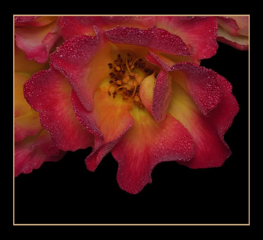 Dew-drenched rose | Karen Snook