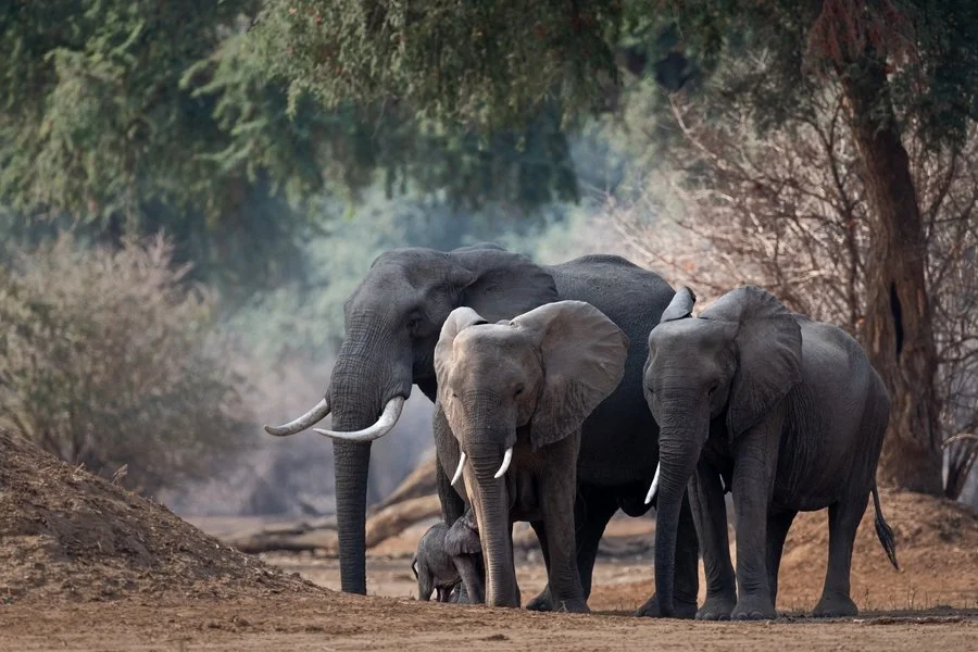 Elephant unit | Rob Weir
