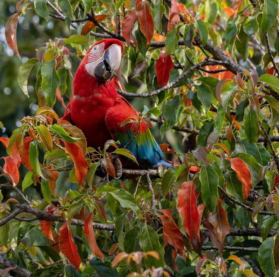 Green-winged macaw camouflage | Brenda Pinfold