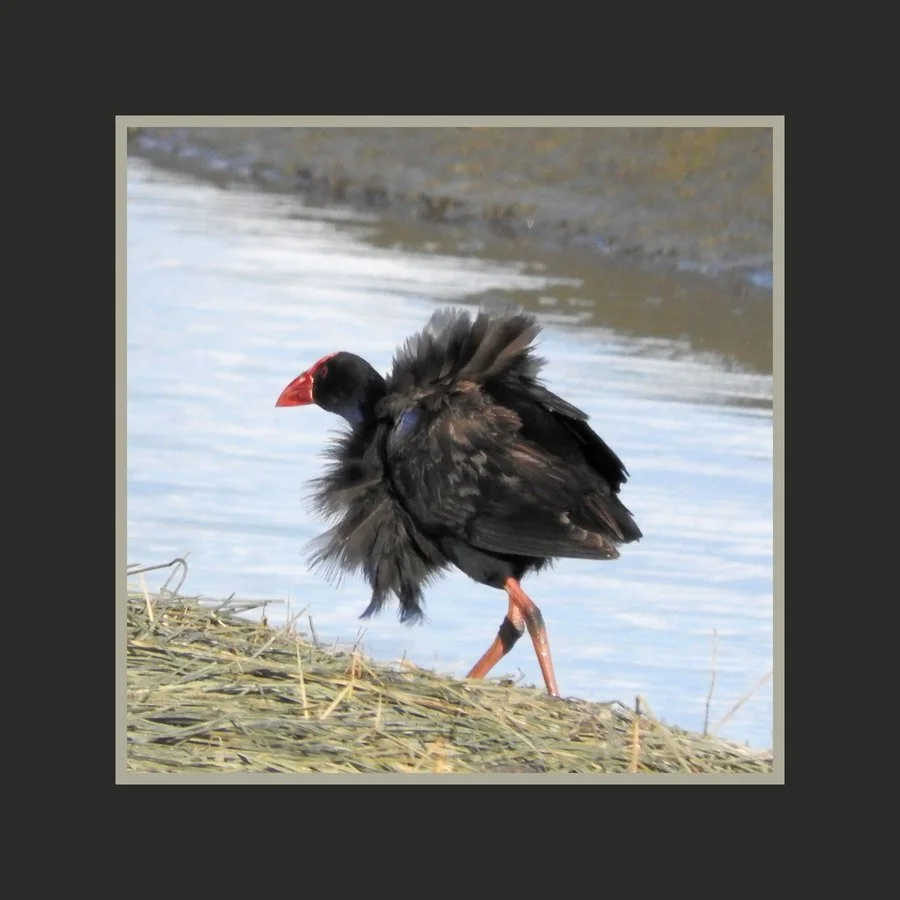 Tail wind | Ian Boag