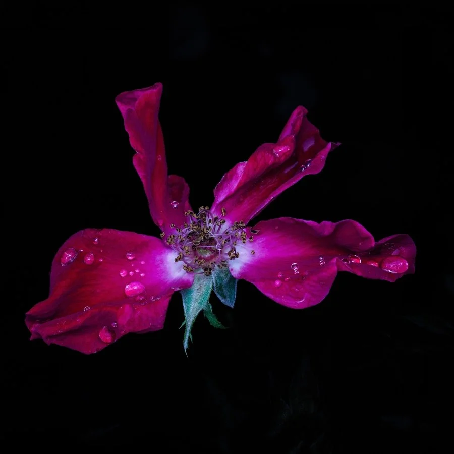 Velvet tears | Karen Snook