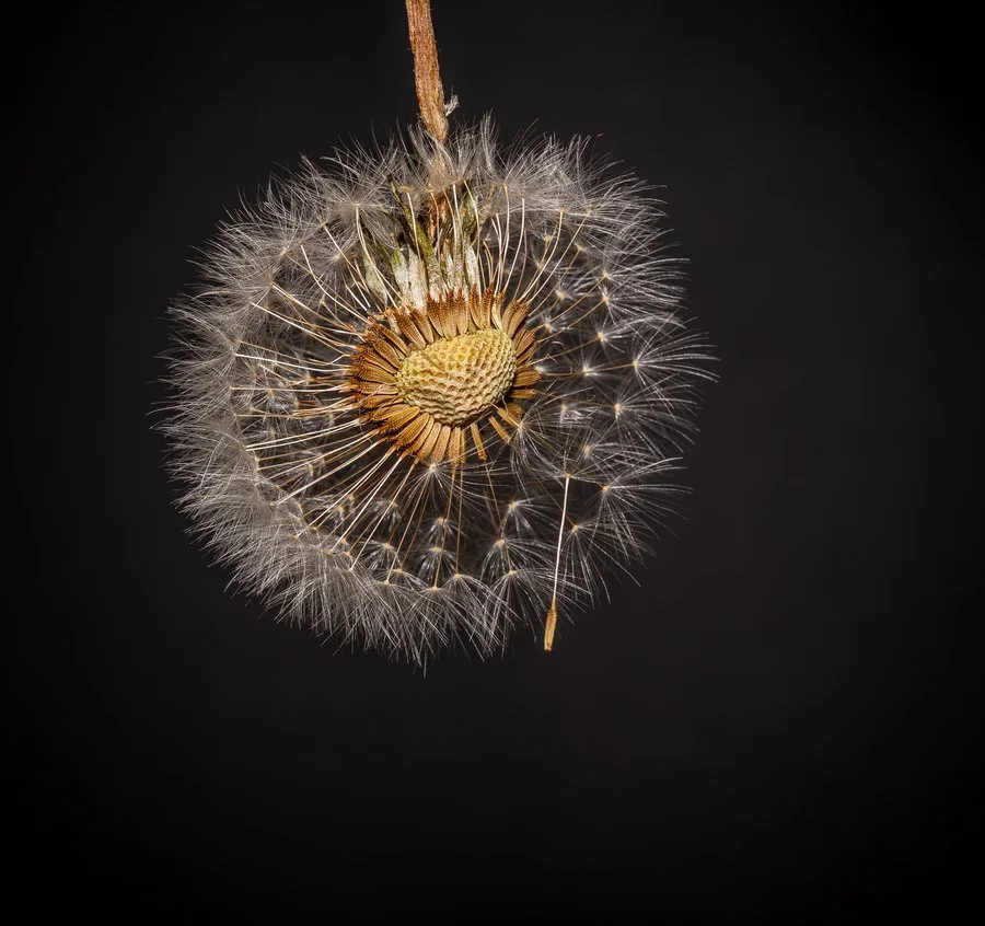 Collapsing dandelion | Karen Snook