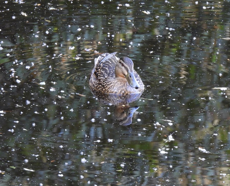 Grey duck | Jan Clarke