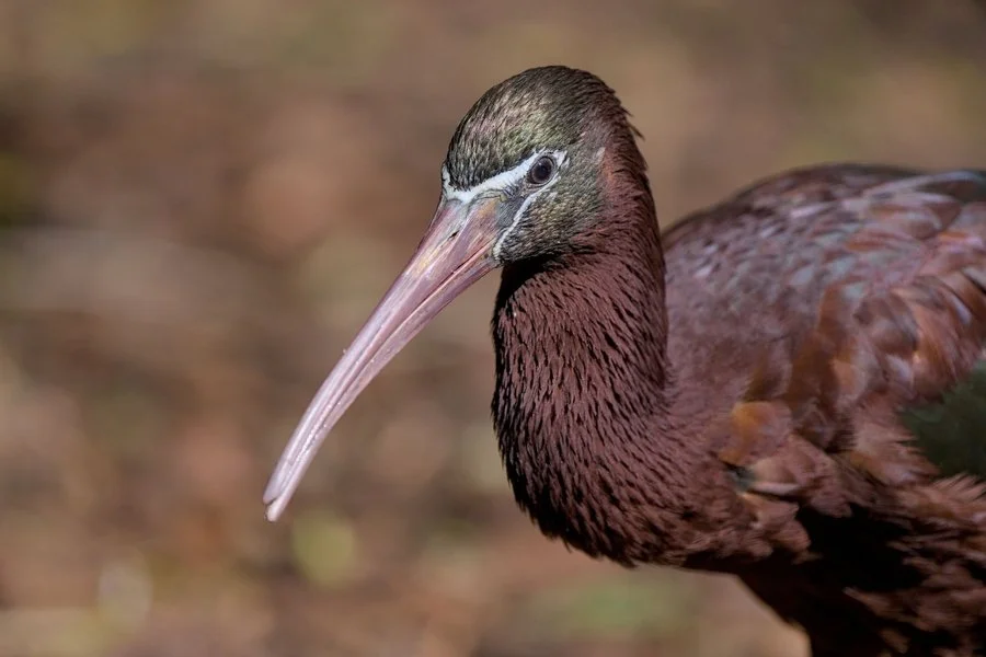 Glossy ibis | Chris Tuffley
