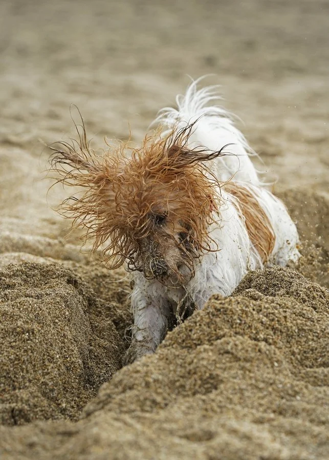 Hiding my stick | Pieter Jansen