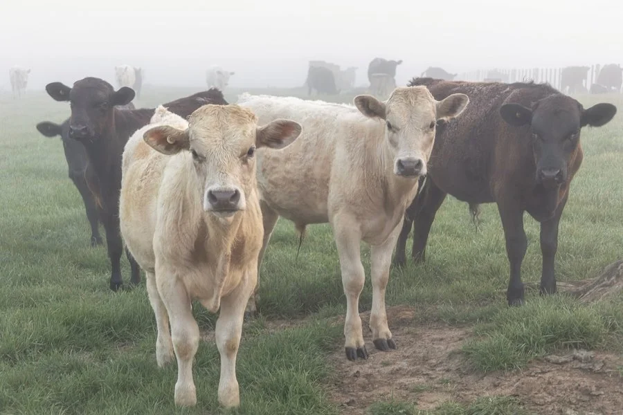 Teen sensation THE BEEFY BOYS | Racheal Young