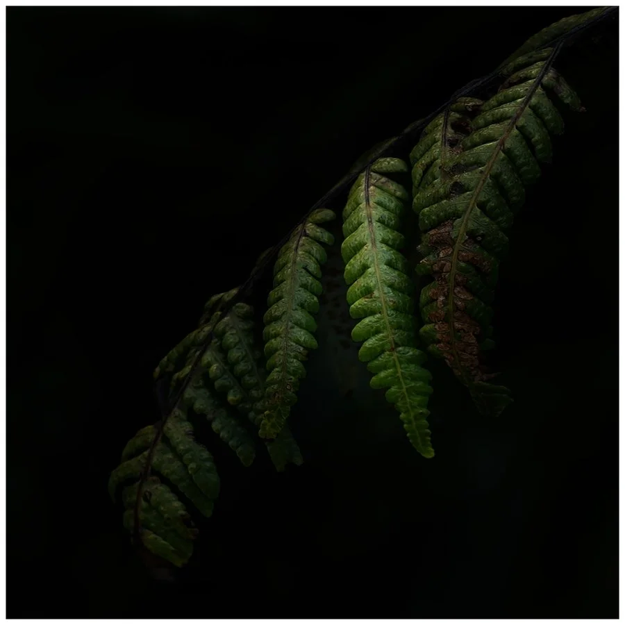Fern | Wayne Rickard