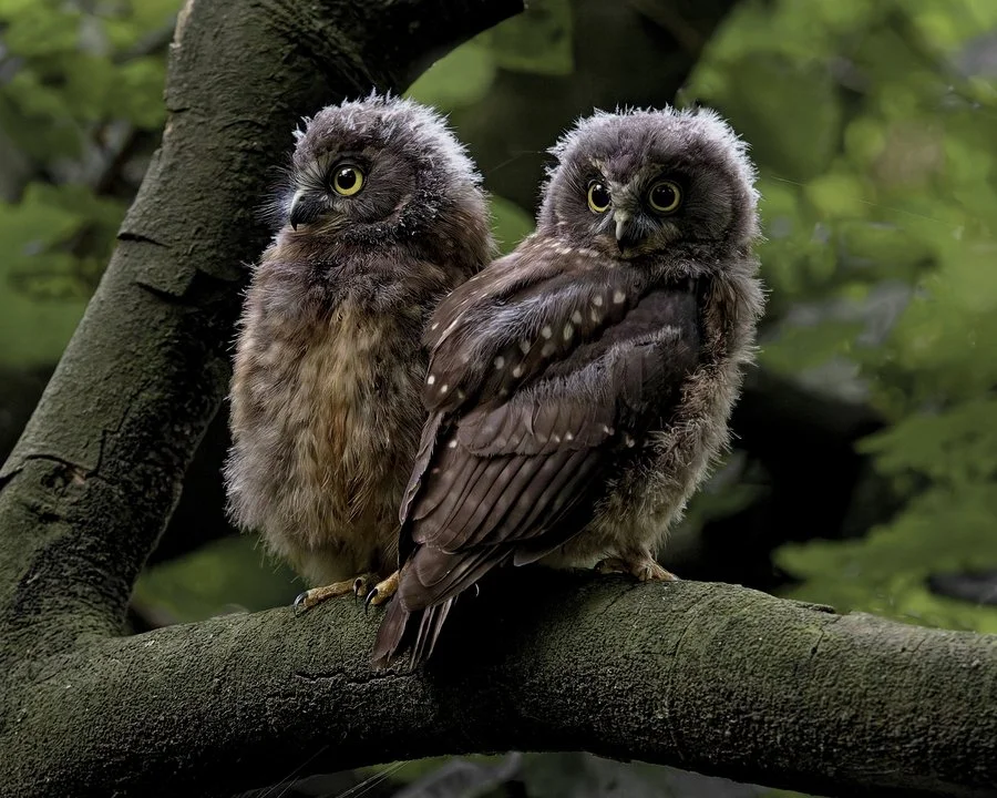 Ruru siblings ready for the night hunt | Brenda Pinfold