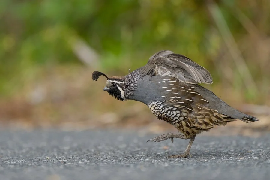 California quail | Chris Tuffley
