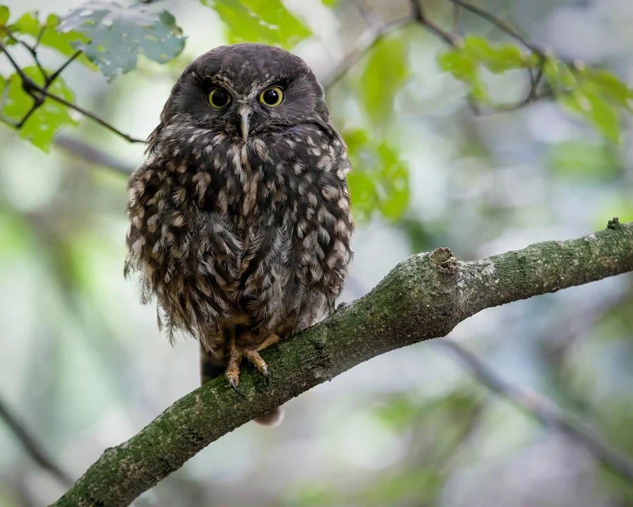 Ruru adult and kawakawa | Brenda Pinfold