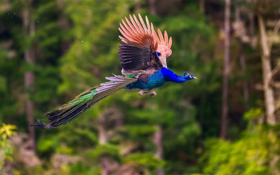 Wings of freedom | Erin Robson