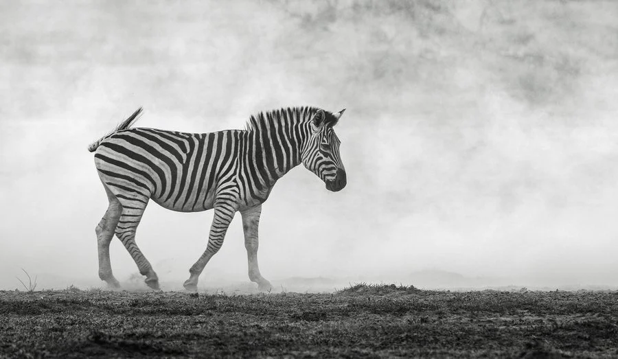 Escaping the chaos | Brenda Pinfold