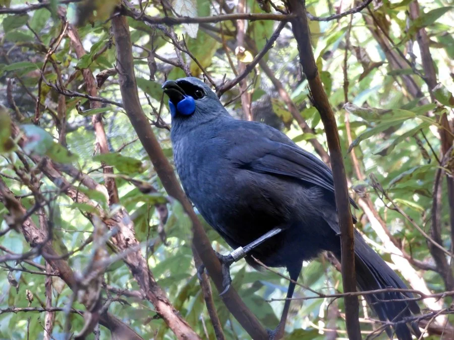 Kōkako | Rowan Bell
