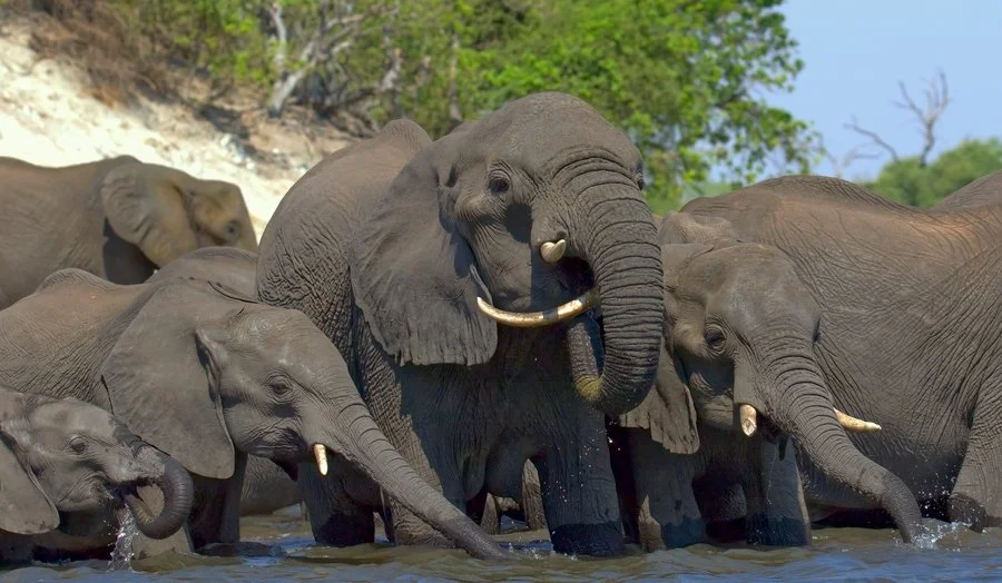 Elephant Bay Chobe National Park Botswana | David Carter