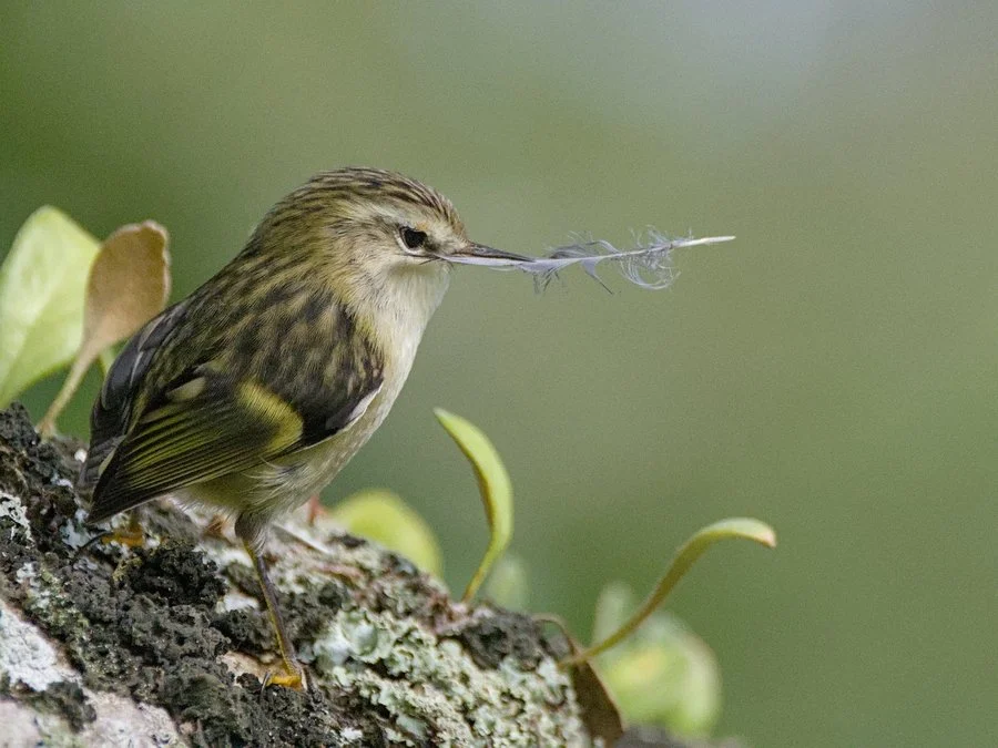 Rifleman with feather | Chris Tuffley