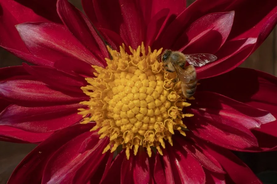 Flower and bee | Sharon Kenyon