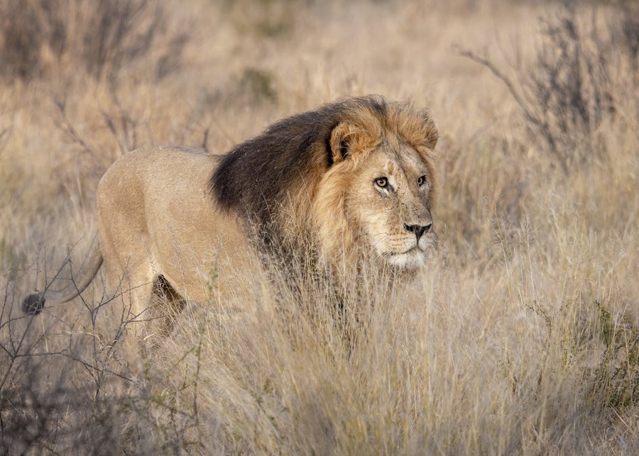 Kalahari lion in soft morning light | Brenda Pinfold