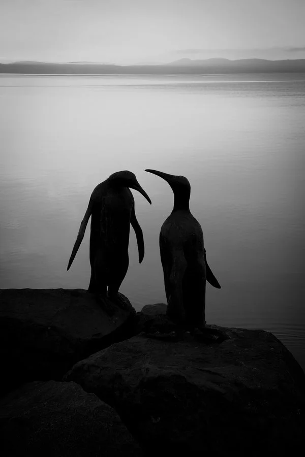 A pair of penguins | Richard Lander