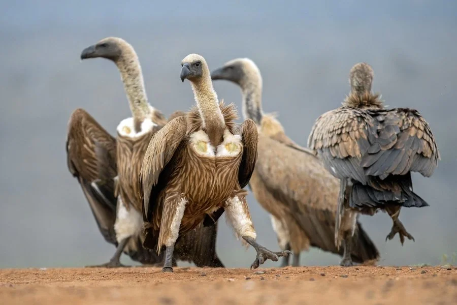 White-backed vultures | Brenda Pinfold