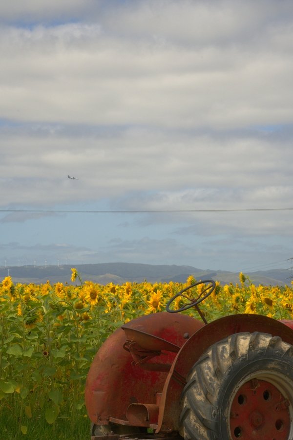 Sunny fields | Naidene Schneider