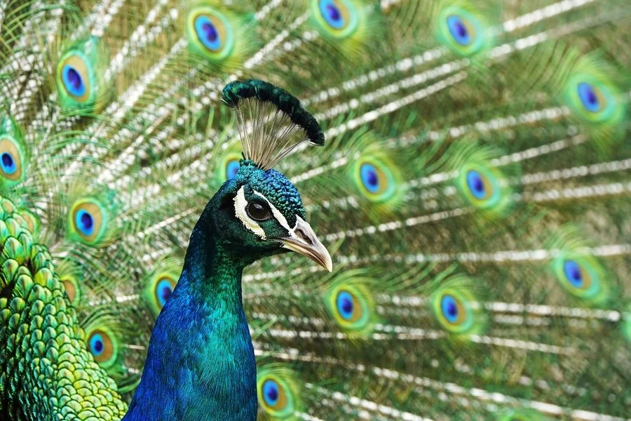 Looking for a date | Pieter Jansen