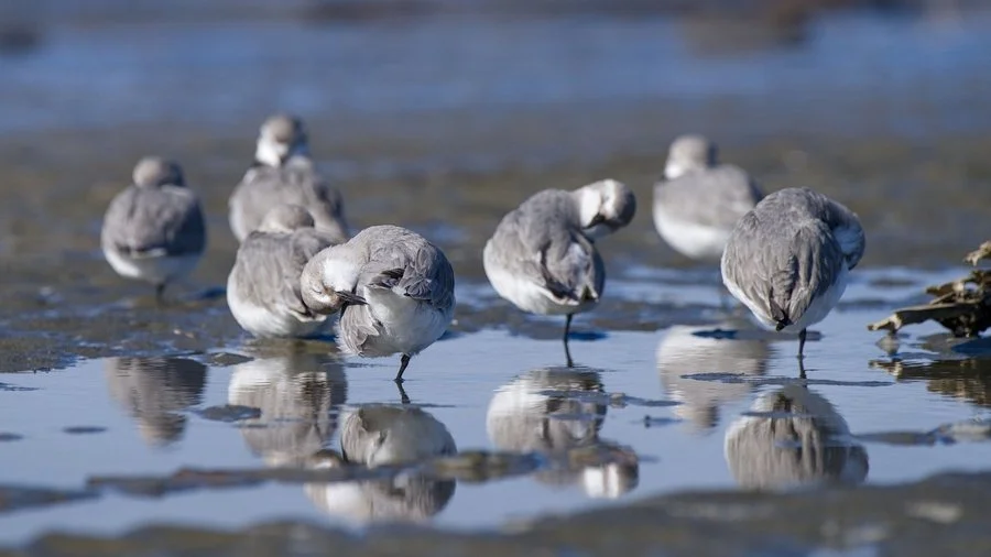 Roosting wrybill | Chris Tuffley